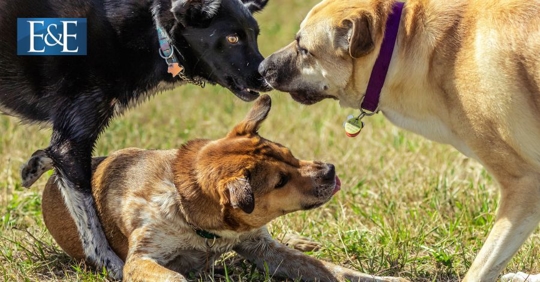 dogs playing on grass